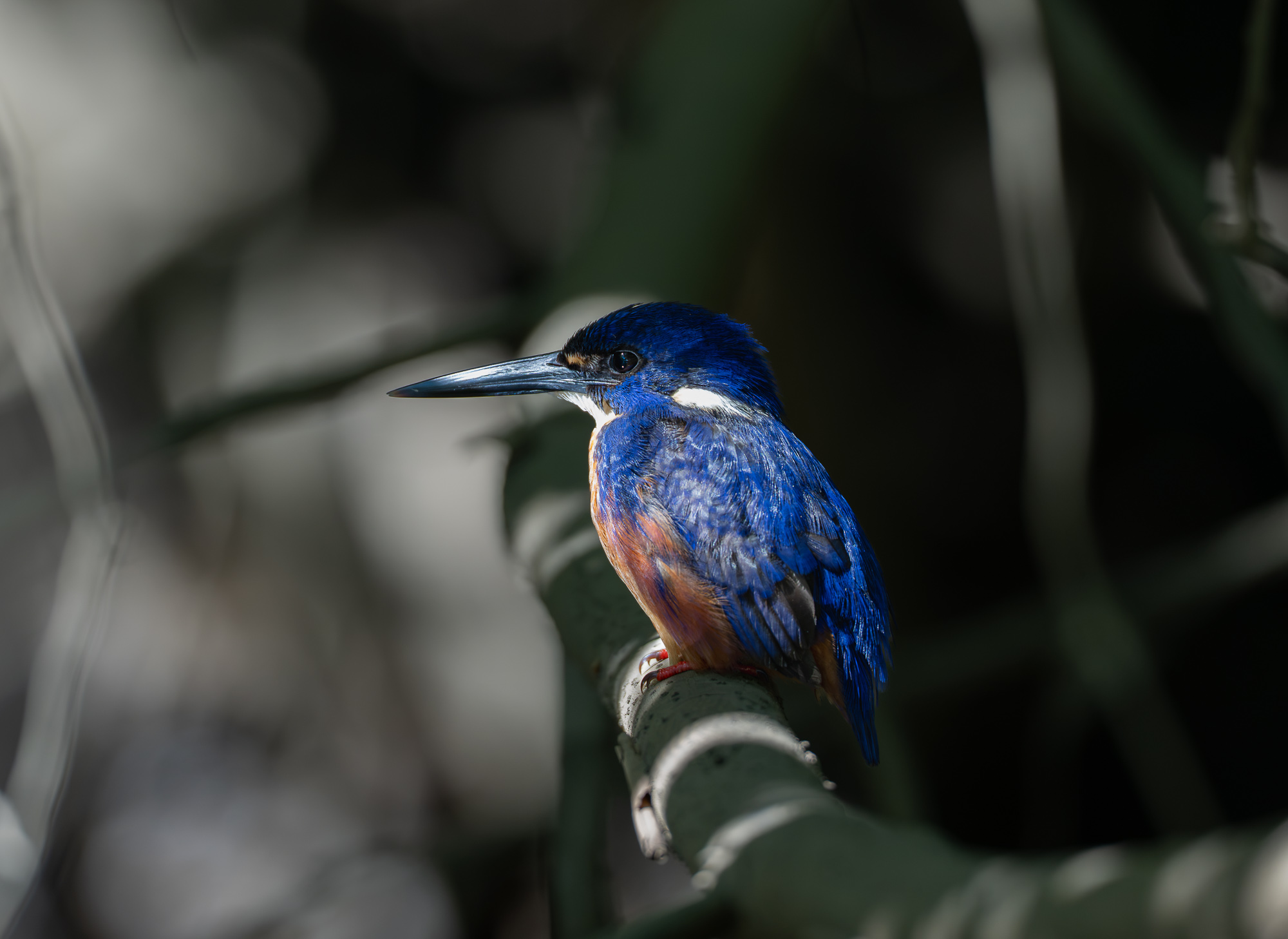 Azure Kingfisher