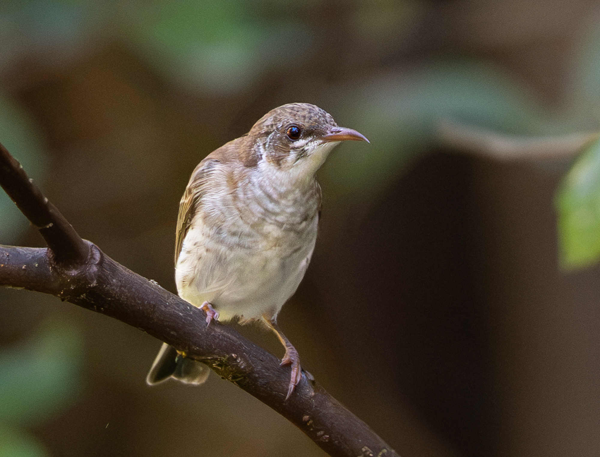 Brown-backed Honeyeater
