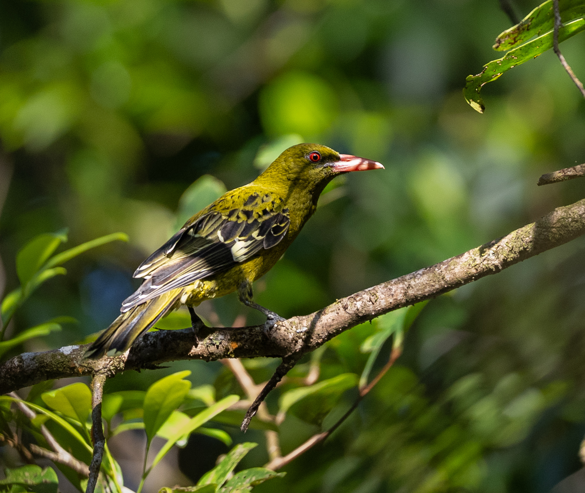 Green Oriole