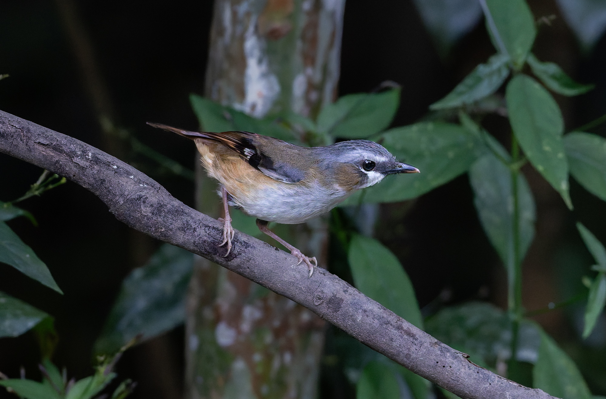 Grey-headed robin