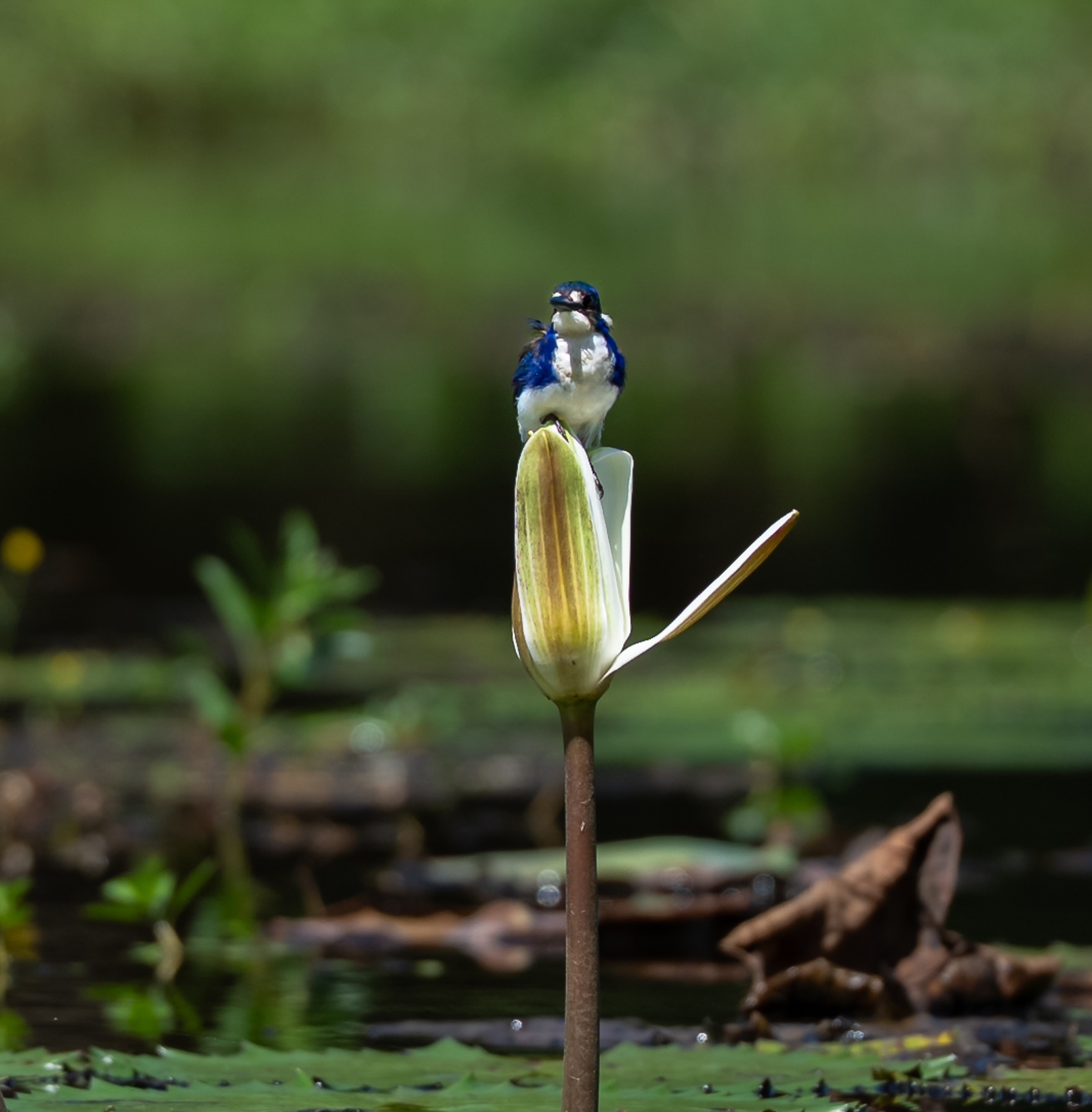 Little Kingfisher
