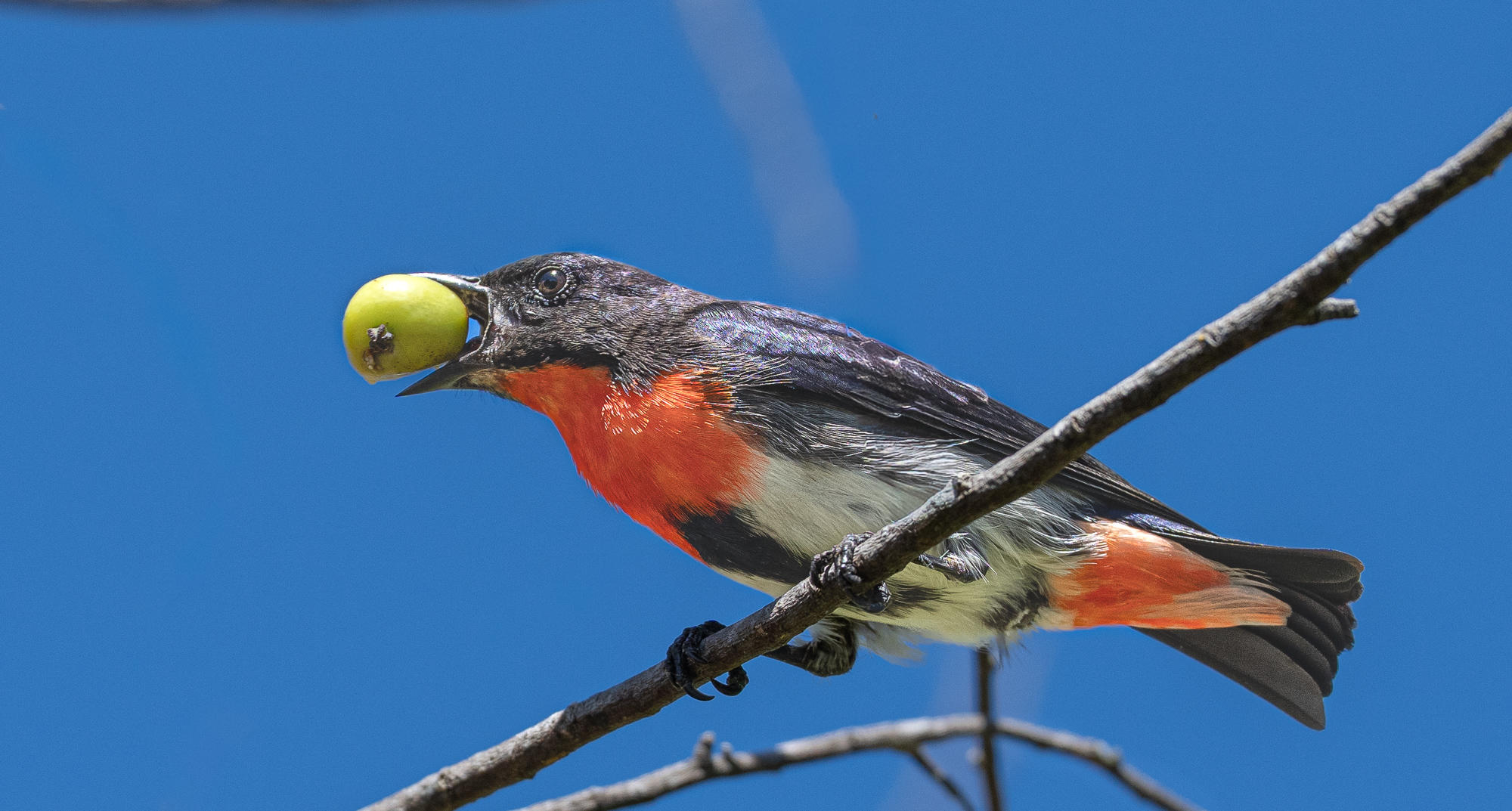 Mistletoebird