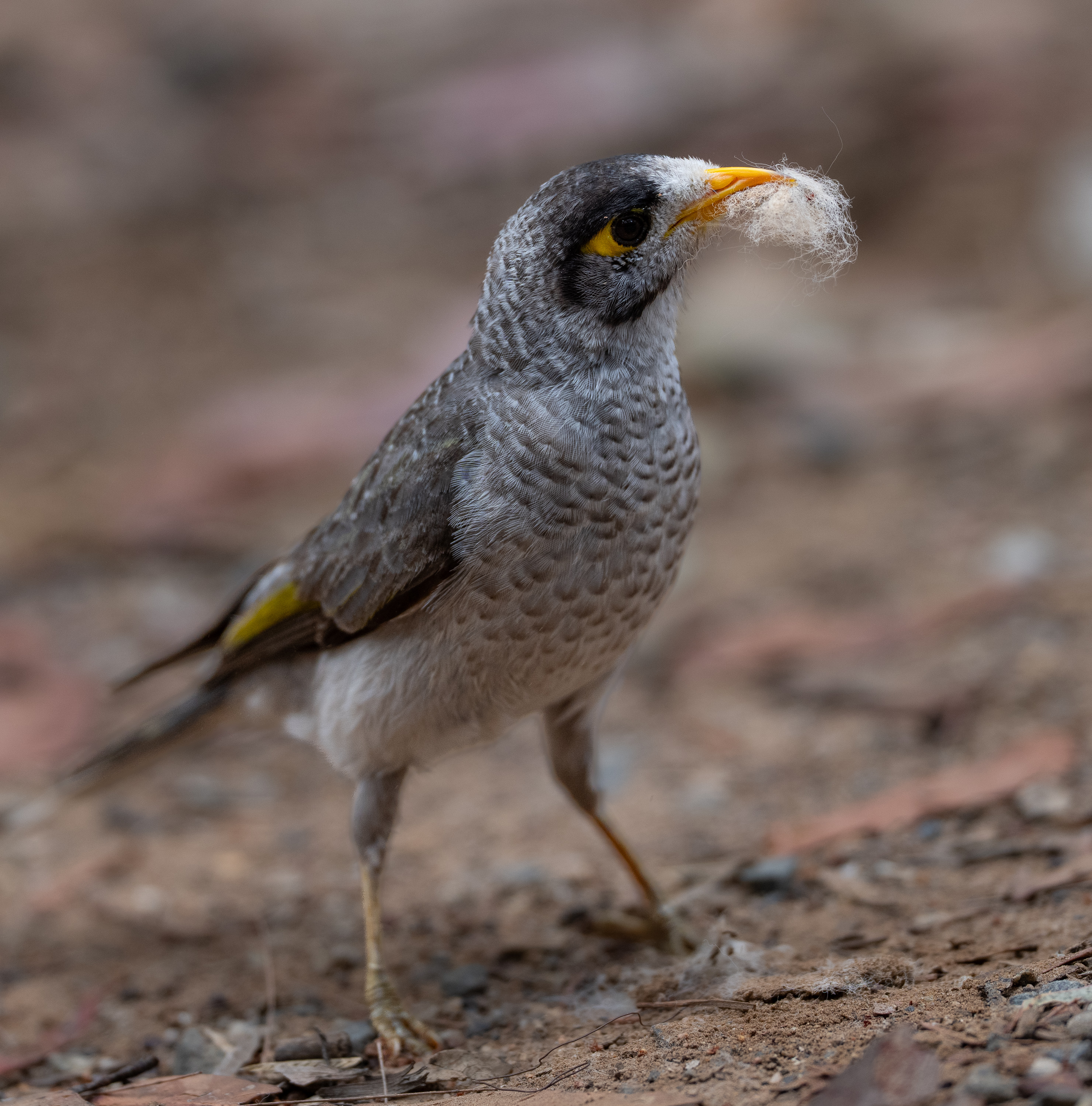 Noisy Miner