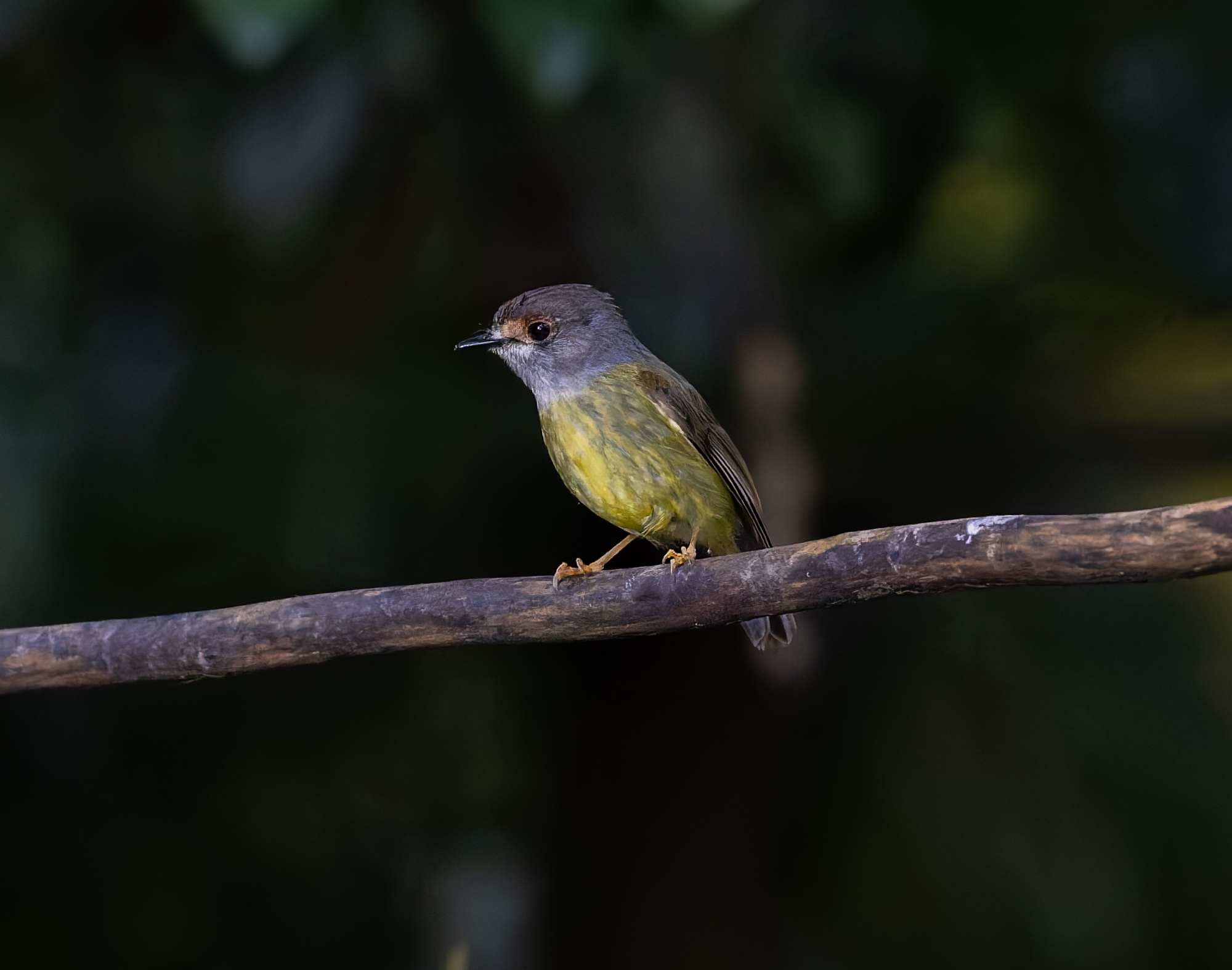 Pale yellow robin