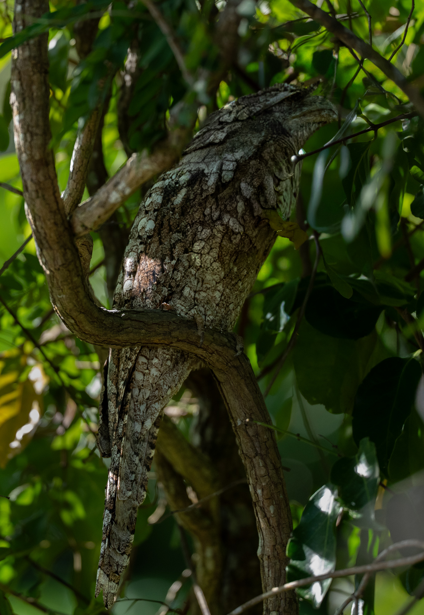 Papuan frogmouth