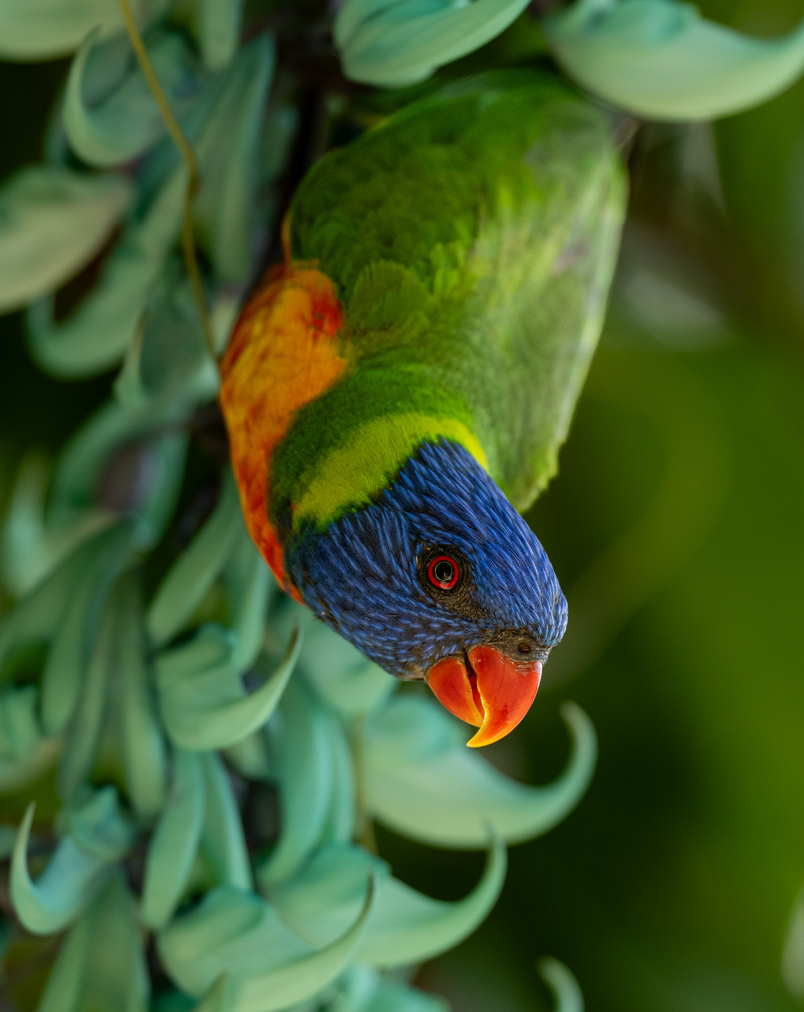Rainbow Lorikeet