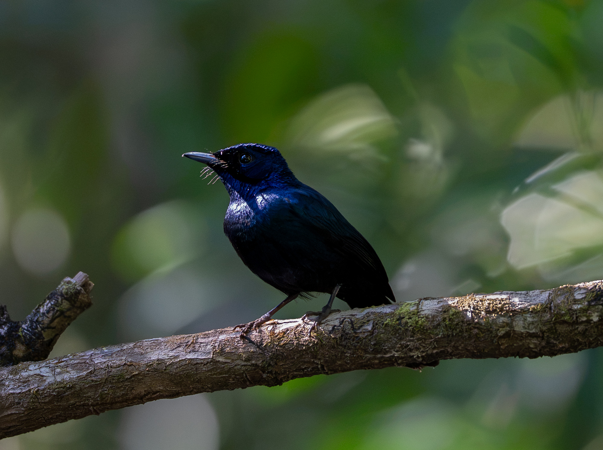 Shining Flycatcher