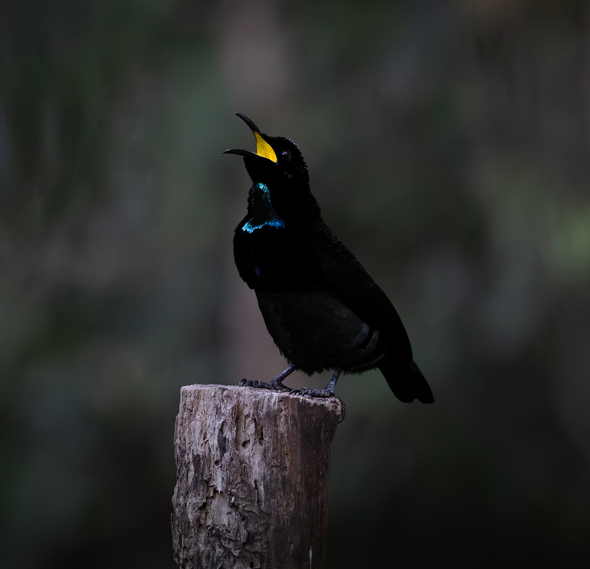 Victoria's riflebird